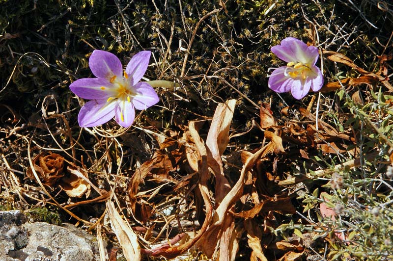 Colchicum cfr. actupii